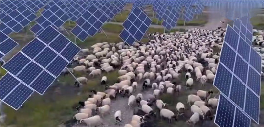 中國發(fā)電遇“世界難題”，居然被幾千只羊解決了!華全整理