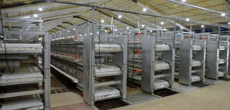 保供電，守安全！華全1000千瓦發電機組助力養殖企業高質量發展